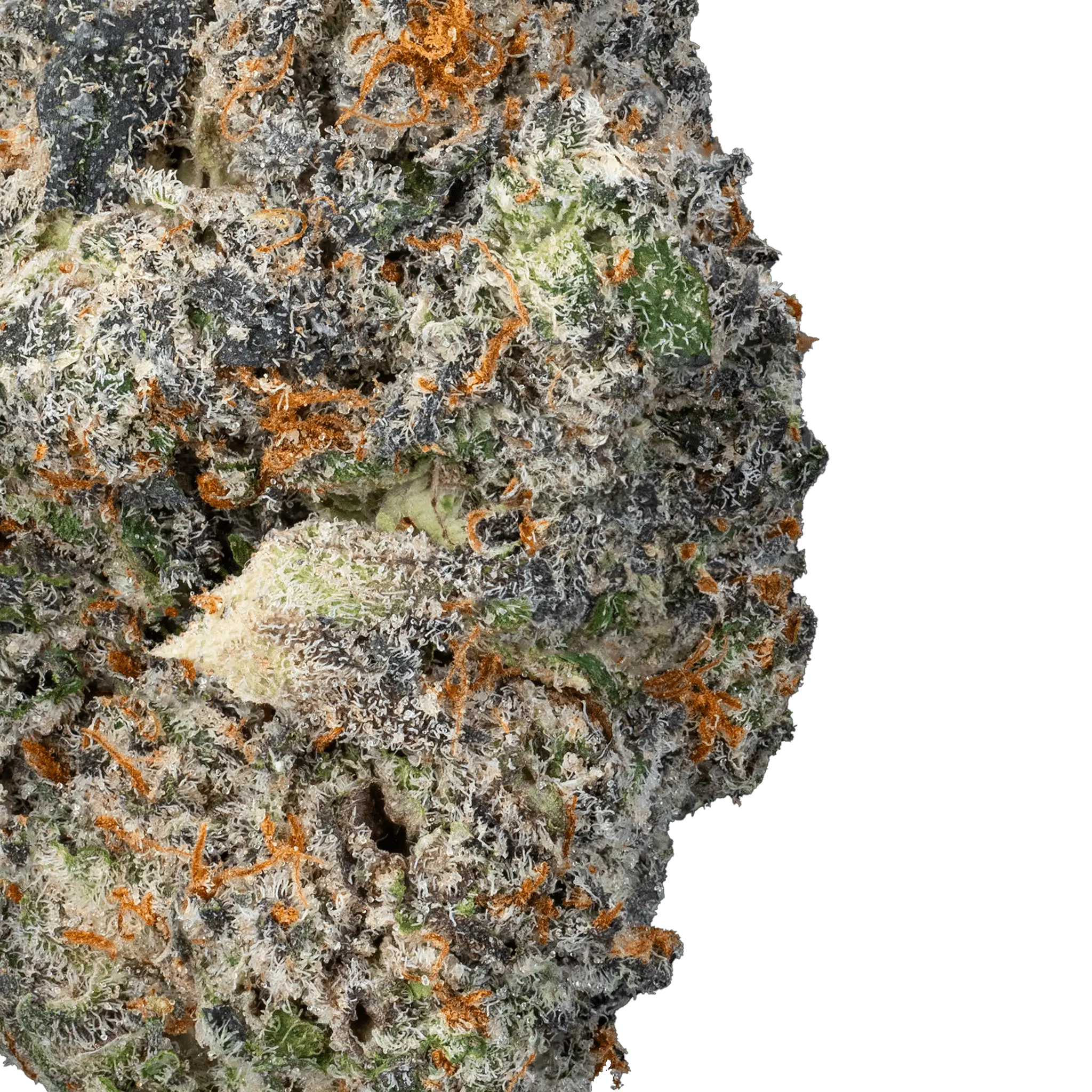 DSC007911hca-sativa-flower-space-junky