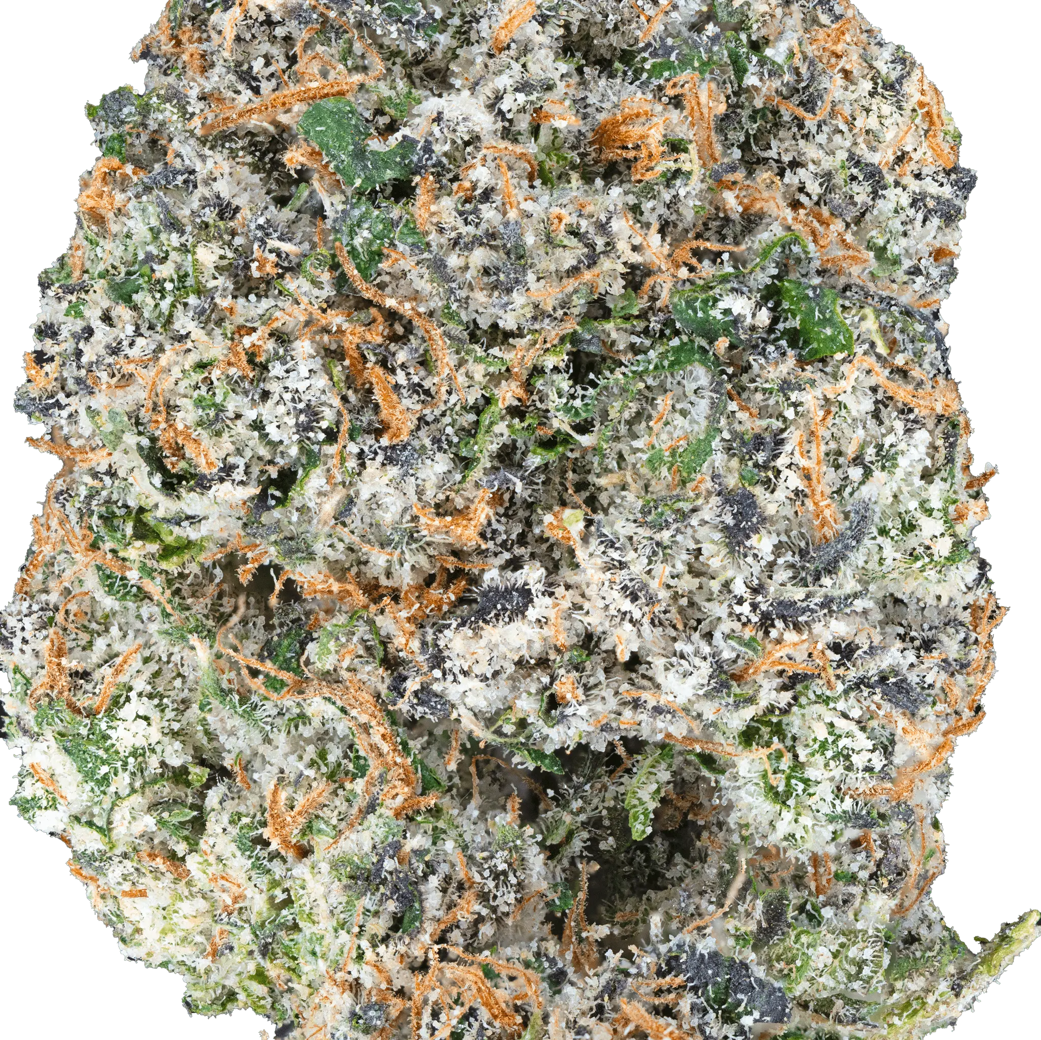 cherry-zashimi-thca-flower3