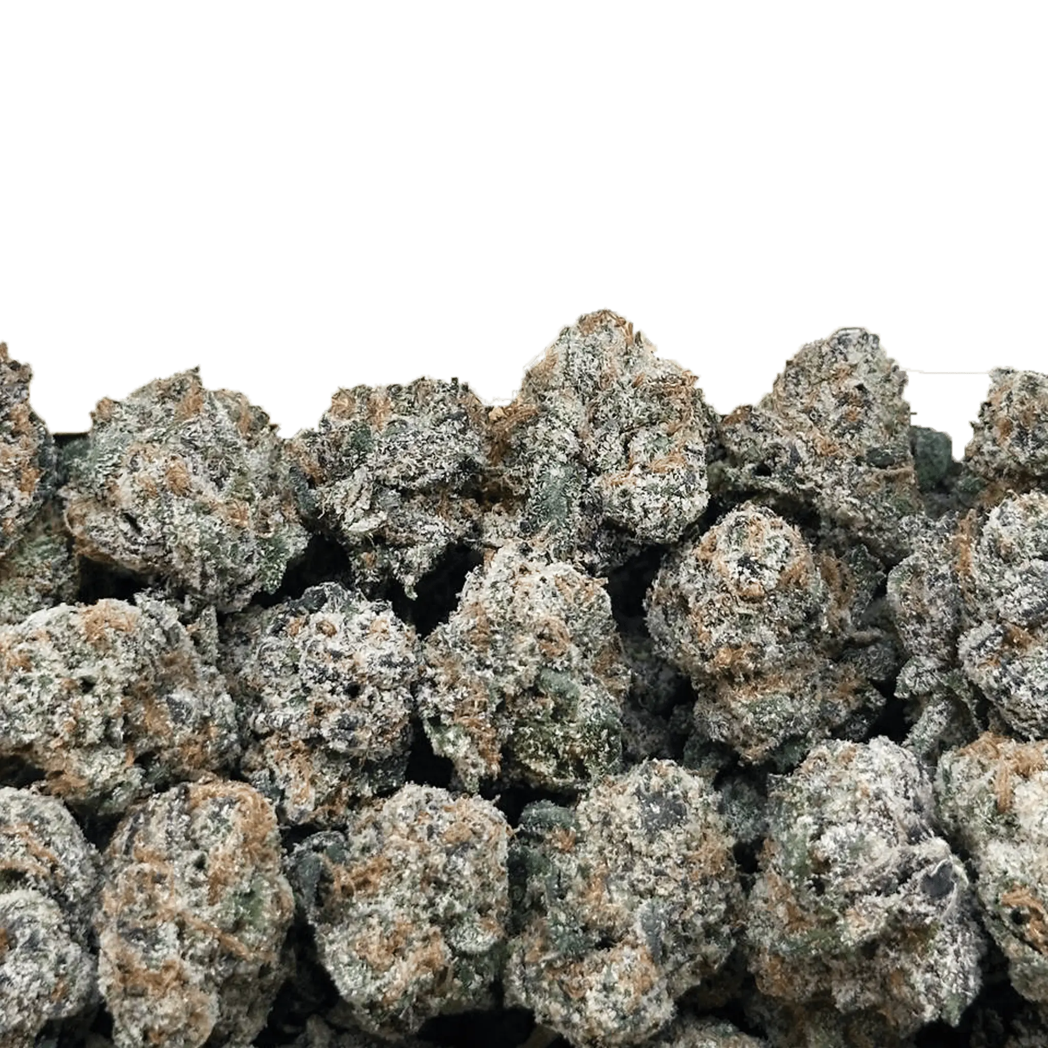 superexoticsmalls